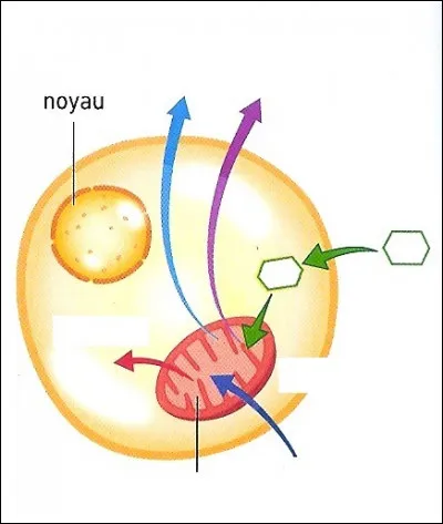 SVT - Qu'est-ce qu'une cellule hétérotrophe ?