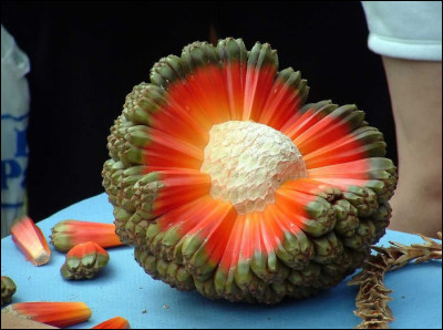 Comment s'appelle ce fruit ?