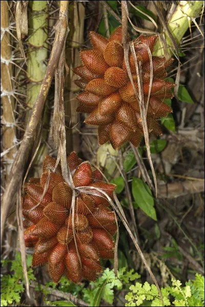 Comment s'appelle ce fruit ?