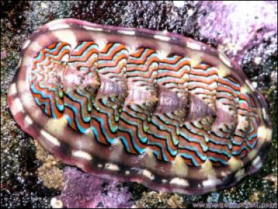 Mollusque marin dont la coquille est composée de 7 ou 8 plaques segmentées, calcaires et articulées :