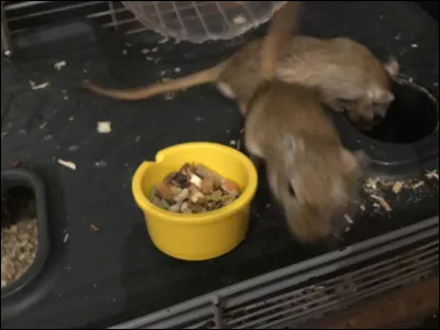 Ensuite : que mange une gerbille ?