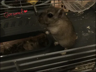 Quelle est l'activité que les gerbilles adorent ?