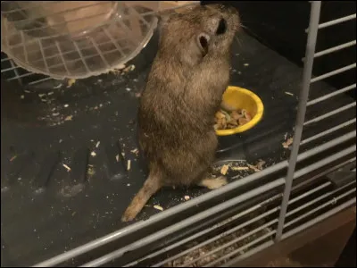 Quelle est la couleur qu'une gerbille ne peut pas avoir ?