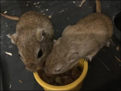 Quand les gerbilles ne sont pas contentes, que font-elles ?