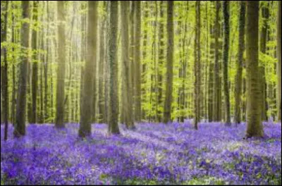 Les gerbilles peuvent-elles vivre à l'état sauvage ?