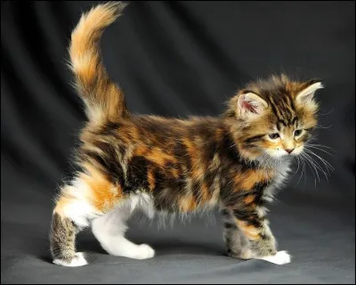 Quand un danger les menace, que font-elles ?