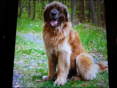 Encore un beau "toutou" à découvrir, de quelle race peut-il être ?