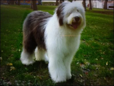 Il est beau et adorable celui-là ! quelle est sa race ?