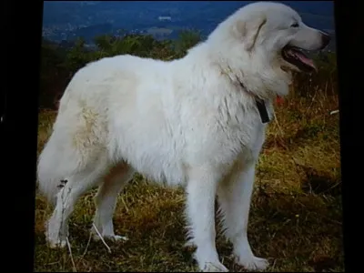 Celui-ci est un chien de nos montagnes, quelle est sa race ?