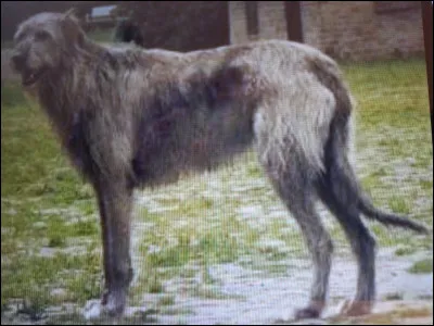 De quelle race est ce géant et splendide chien ?