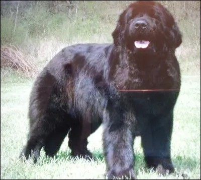 Il est préférable d'avoir de l'eau pour ce chien, de quelle race est-il ?