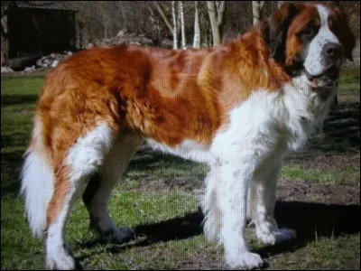 Tout le monde le connait ou presque, quelle est sa race ?