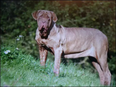 Très beau chien de garde, devinez sa race :