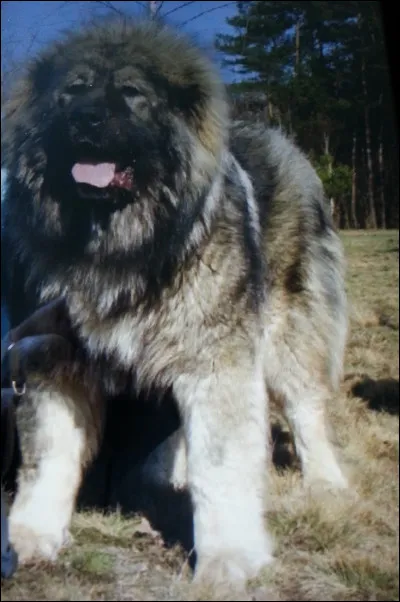 Celui-ci nous fait penser à un lion, cherchez sa race :