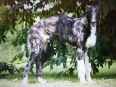 Quelle est la race de ce chien majestueux ?