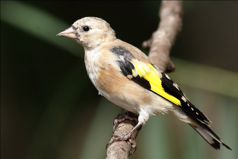 Cet oiseau compte-t-il parmi les mutations du chardonneret élégant ?