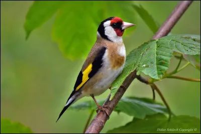 Que mange le chardonneret ?