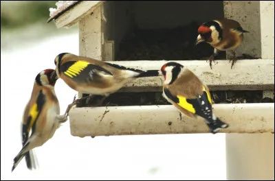 En moyenne, combien de couvées produit-il en une année ?