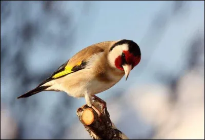 En France, pouvez-vous détenir un chardonneret élégant chez vous ?