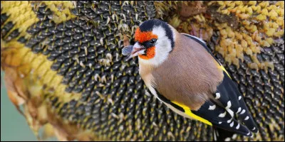Est-ce une espèce menacée en France ?