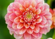 Quiz Les fleurs