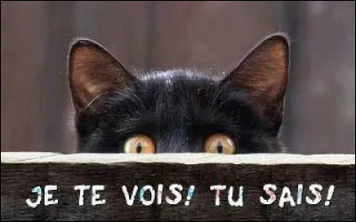 Tout d'abord, promets-tu de répondre sincèrement à toutes les questions ?