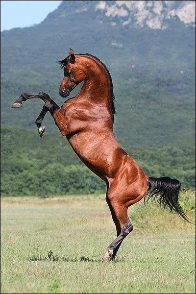 Ton cheval est très nerveux.