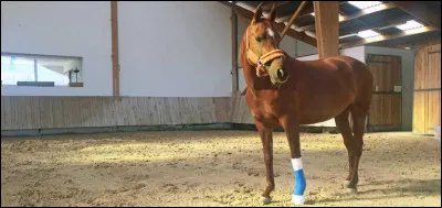 Ça fait 2 mois que tu attends cette séance de saut avec ton cheval préféré. Malheur ! Lorsque tu l'échauffes tu remarques que ton cheval boite...
