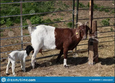 Comment s'appelle le petit de la chèvre et du bouc ?
Le chevreau, bien sûr ! Mais nous pouvons également l'appeler le...