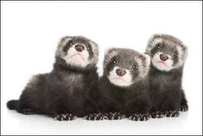Le bébé du furet et de la furette s'appelle le...