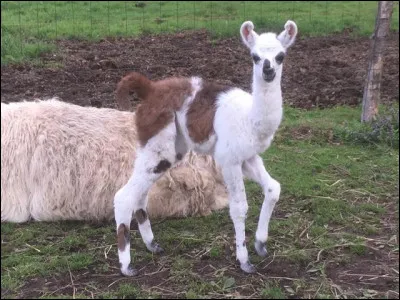 Le bébé du lama est le...