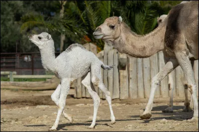 Le bébé du dromadaire s'appelle le...