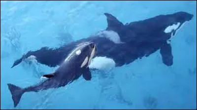 Le bébé de l'orque s'appelle le...