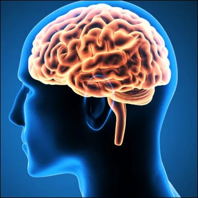 Selon le proverbe, qu�est-ce qui n�est pas raison ?