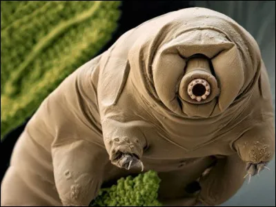 Tardigrades : quelle est leur particularité ?
