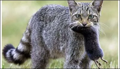 Quel animal préfères-tu ?