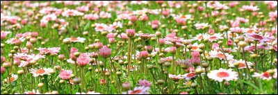 Ton jardin ressemble...