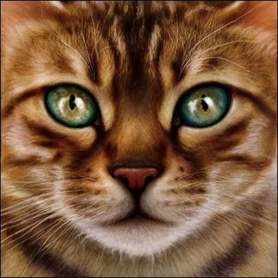 Une fois revenus, les élus convainquirent les Clans de partir pour fuir la famine et la mort, et le Grand Périple commença. Moustache épaula Étoile Filante, qui vivait alors sa dernière vie, et était très affaibli, durant tout le périple. Au fait, Étoile Filante avait-il un lien de parenté avec Moustache ?