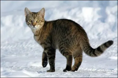 Les saisons passèrent, et Étoile Solitaire reprit pour de bon le contrôle du Clan du Vent. Il prit alors une nouvelle compagne, Aile Rousse, en essuyant un dernier souvenir de Fumée. Il eut même un chaton avec elle. De qui s'agissait-il ?