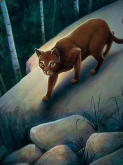 Ainsi, la chatte disparut pour de bon, accompagnée de son chaton. Moustache, honteux, tenta d'oublier cette histoire en se disant qu'il avait fait cela pour protéger Fumée et son petit, mais n'y parvint qu'à moitié. Au sein du Clan du Vent cependant, Étoile Filante lui confia un apprenti. Comment se nommait-il ?