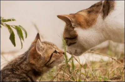 Si tu étais apprenti, quel mentor aimerais-tu avoir ?