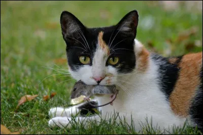 Tu as été nommé guerrier/guerrière, quelle est ta réaction ?