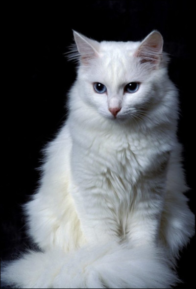 De quelle race est ce chat au poil mi-long, généralement blanc ?