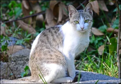 Ce chat encore méconnu est originaire du Sri Lanka et s'apprivoise facilement. Doté d'un tempérament joueur, il est très sociable et s'entend bien avec les enfants et les autres animaux. C'est le/l'...