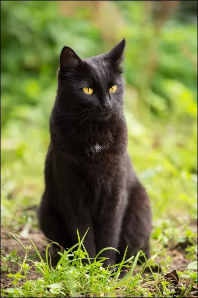 Ce chat de taille moyenne, au poil court et noir, est un croisement entre les burmese et les american shorthair noirs. Il s'entend bien avec les chiens et est adapté aux enfants. C'est le...