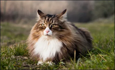 Chat de grande taille au poil mi-long à long, celui-ci est généralement très calme et affectueux. Il est robuste, et bien qu'il s'adapte très bien à la vie en appartement, il a besoin d'espace. C'est le/l'...