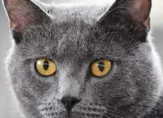 Test Quelle race de chat es-tu ?