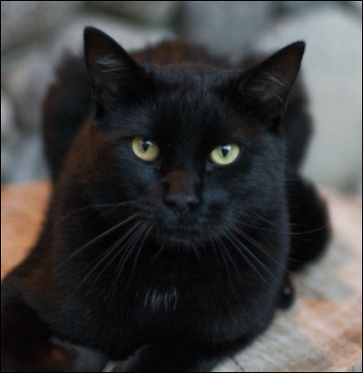 Est-ce que ce chat te plaît ?