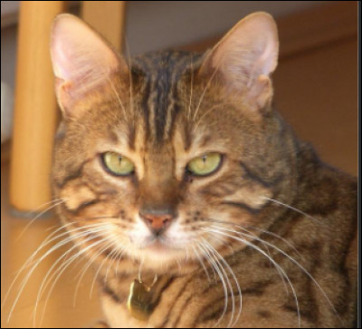 Et celui-là, te plaît-il ?