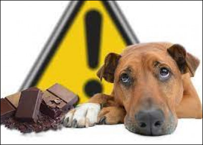 La théobromine contenue dans le chocolat est toxique pour les chiens.